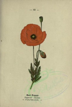 red_flowers-00619 - Red Poppy - papaver rhoeas [2018x2994]