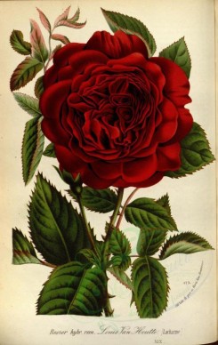 red_flowers-00654 - Rose Louis Van Houtte [2389x3782]