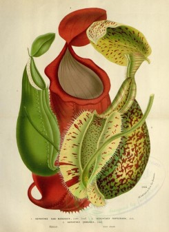 red_flowers-00683 - nepenthes albo-marginata, nepenthes rafflesiana, nepenthes sanguinea [3461x4748]
