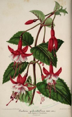 red_flowers-00740 - fuchsia galanthiflora [3910x6300]