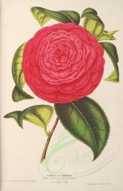 red_flowers-00779 - camellia adriana [3725x5779]