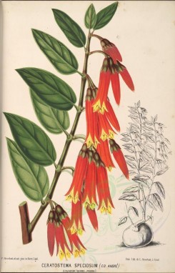 red_flowers-00813 - caratostema speciosum [3956x6161]