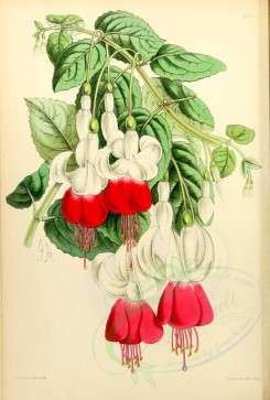 red_flowers-00882 - Fuchsia [1977x2926]