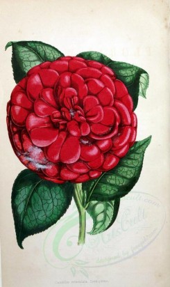 red_flowers-00902 - camellia reticulata [1857x3114]