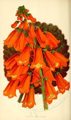 red_flowers-00924 - gesnera exoniensis [1874x3134]
