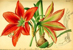 red_flowers-00931 - amaryllis pardina [3566x2444]