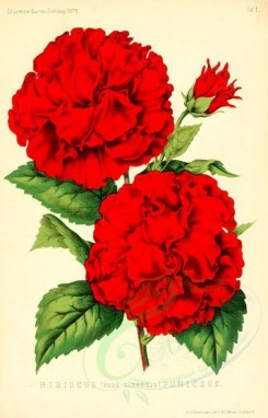 red_flowers-00956 - hibiscus (rosa sinensis) puniceus [1883x2929]
