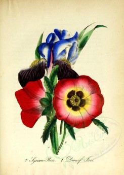 red_flowers-00961 - Syrian Rose, Dwarf Iris [1917x2701]