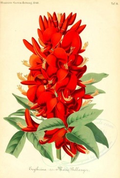 red_flowers-00968 - erythrina [2012x2970]