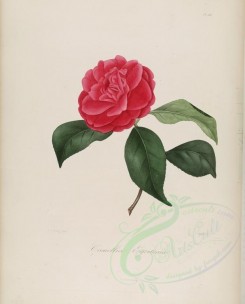 red_flowers-01051 - camellia egertonia [3100x3846]