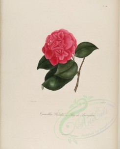 red_flowers-01078 - camellia wardii or camellia floy de broughem [3100x3846]