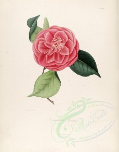 red_flowers-01103 - camellia gioja [2949x3777]