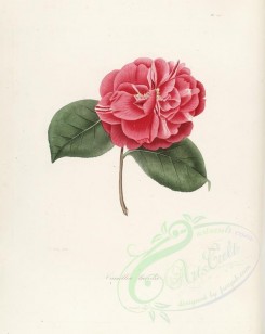 red_flowers-01111 - camellia lucida [2917x3665]