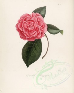red_flowers-01113 - camellia mazeppa [2949x3706]