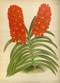 red_flowers-01150 - saccolabium curvifolium [3250x4500]