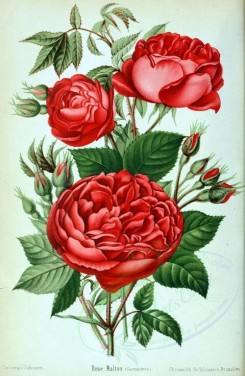 red_flowers-01162 - 016-Rose - Malton (Sarmenteux) [2582x3960]