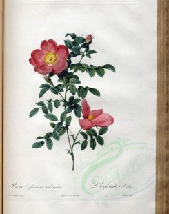 red_flowers-01171 - rosa eglanteria subrubra [3400x4300]