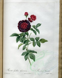 red_flowers-01174 - rosa gallica gueriniana [3400x4300]