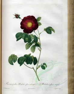 red_flowers-01175 - rosa gallica maheka [3400x4300]