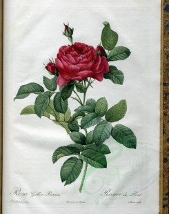 red_flowers-01176 - rosa gallica pontiana [3400x4300]