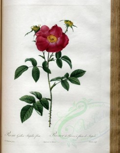 red_flowers-01178 - rosa gallica stapeliae flora [3400x4300]