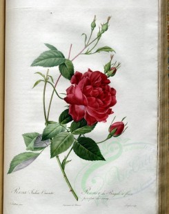 red_flowers-01183 - rosa indica cruenta [3400x4300]