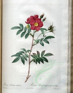 red_flowers-01190 - rosa redutea rubescens [3400x4300]