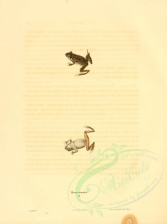 reptiles_and_amphibias-00114 - rana ornata [2463x3300]