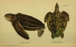 reptiles_and_amphibias-00254 - Leathery Turtle, Hawks Bill Turtle [3453x2142]