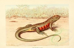 reptiles_and_amphibias-00662 - liolepis bellii [3548x2294]