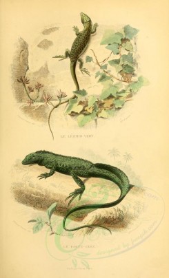 reptiles_and_amphibias-00738 - lacerta ocellata, lacerta viridis, basilicus amboinensis, lacerta amboinensis [2387x3931]