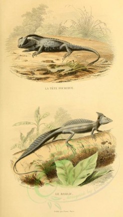 reptiles_and_amphibias-00739 - lyriocephalus margaritaceus, iguana scutata, agama scutata, lophyrus furcatus, ophryessa margaritacea, basilicus mitratus, lacerta basilicus, basilicus americanus, iguana basilicus [2015x3538]
