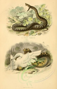 reptiles_and_amphibias-00741 - pelias berus, vipera vulgaris, vipera berus, vipera chersea, vipera cerastes, vipera cornuta [2293x3526]