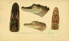 reptiles_and_amphibias-00819 - Crocodile [3513x2098]