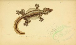 reptiles_and_amphibias-00851 - platydactyle homalocephale (Fr) [3513x2098]