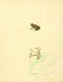 reptiles_and_amphibias-01102 - hyla squirella [2655x3441]