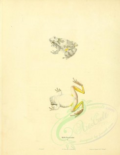 reptiles_and_amphibias-01103 - hyla versicolor [2655x3441]