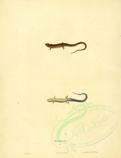 reptiles_and_amphibias-01109 - scincus lateralis [2655x3441]