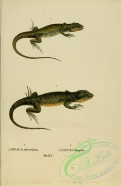 reptiles_and_amphibias-01859 - agama tuberculata, agama hispida