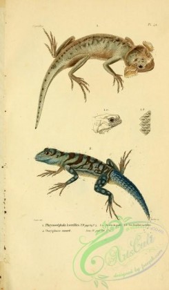 reptiles_and_amphibias-02289 - phrynocephale a oreilles, doryphore azure