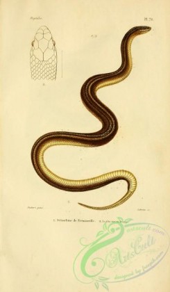 reptiles_and_amphibias-02311 - stenorhine de freminville