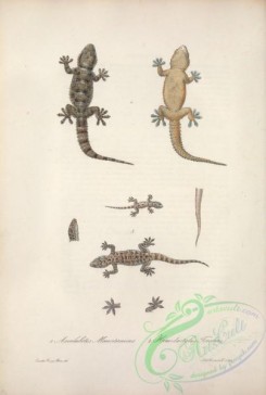 reptiles_and_amphibias-02455 - ascalabotes mauritanicus, hemidactylus triedrus