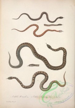 reptiles_and_amphibias-02465 - coluber riccioli, coluber austriacus