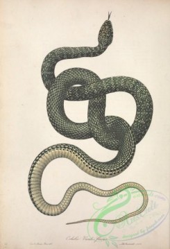 reptiles_and_amphibias-02469 - coluber viridi-flavus