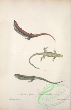 reptiles_and_amphibias-02474 - lacerta agilis, lacerta agilis erythronota