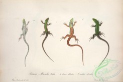 reptiles_and_amphibias-02478 - muralis siculus olivaceus albiventris, muralis siculus maculatus rubriventris