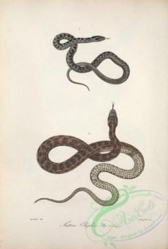 reptiles_and_amphibias-02480 - natrix elaphis, 2
