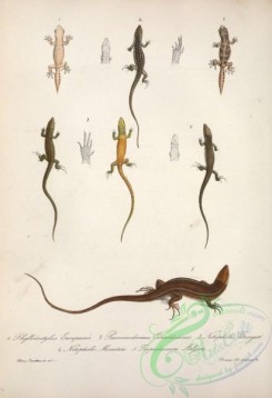 reptiles_and_amphibias-02489 - phyllodactylus europaeus, psammodromus edwardsianus, notopholis fitzingeri, notopholis moreotica, tropidosaura algira