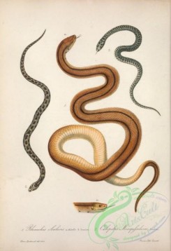 reptiles_and_amphibias-02493 - rhinechis scalaris, caelopeltis monspessulana