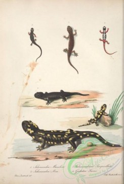 reptiles_and_amphibias-02495 - salamandra maculosa, salamandrina perspicillata, salamandra atra, geotriton fuscus